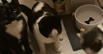lee pet sitter à RIXHEIM 68170_2