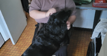 alicia pet sitter à VILLENEUVE D ASCQ 59650_5
