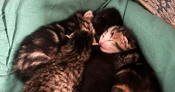laury pet sitter à ST PIERRE DE CHANDIEU 69780_7