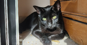 emilie pet sitter à LYON 03 69003_1