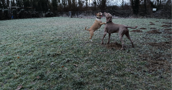 hang dog sitter à ARMENTIERES EN BRIE 77440_3