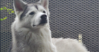 laurine pet sitter à NANTES 44200_1