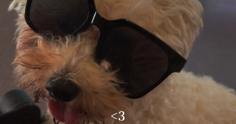 eva pet sitter à BOURG EN BRESSE 01000_0