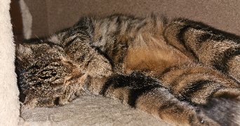 valérie pet sitter à ITTENHEIM 67117_3