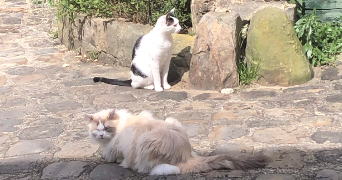 elsa pet sitter à Chevreuse 78460_9