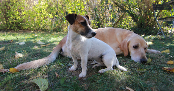 marie pet sitter à CASTILLON D ARTHEZ 64370_7