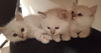 corentine pet sitter à SIVRY ANTE 51800_6