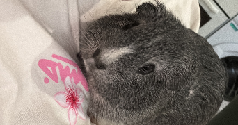 amandine pet sitter à ST GEORGES D ORQUES 34680_6