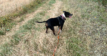 nadia pet sitter à ECROSNES 28320_5