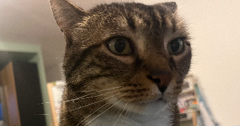 camille pet sitter à POITIERS 86000_3