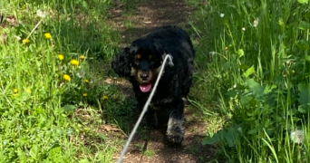 jade pet sitter à CHARPONT 28500_6