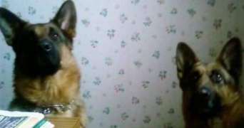 laetitia pet sitter à VILLERS LES NANCY 54600_6