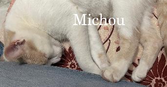 rayhana cat sitter à LE PERREUX SUR MARNE 94170_4