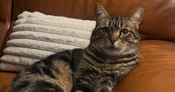 manon pet sitter à ST ANDRE DE CORCY 01390_2