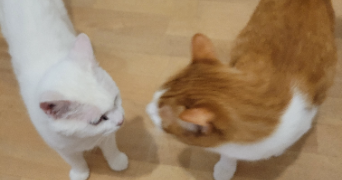 clodagh  pet sitter à TOURBES 34120_4