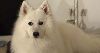 johana pet sitter à EPIEDS 27730_7