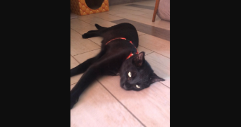 Clara pet sitter à NANTES 44300_4