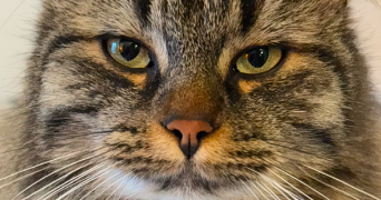 sami pet sitter à SARAN 45770_2