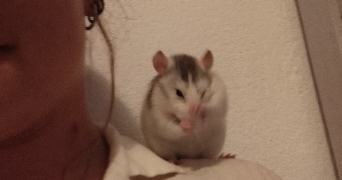 lola pet sitter à VILLEJUIF 94800_3
