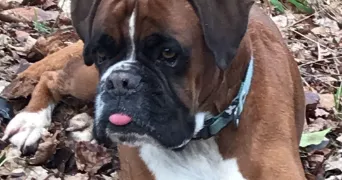 elise pet sitter à GIF SUR YVETTE 91190