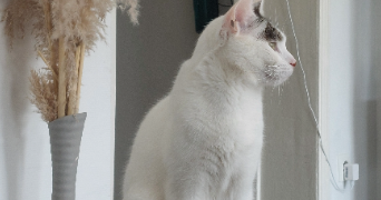 teana pet sitter à DENAIN 59220_3