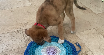 amandine pet sitter à AURIOL 13390_1