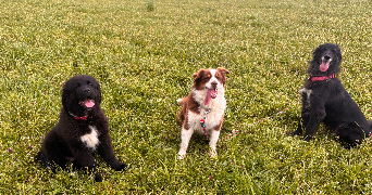 alexandra pet sitter à BEAUPREAU EN MAUGES 49600_1