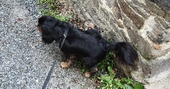 chloé pet sitter à TRIGNAC 44570_2