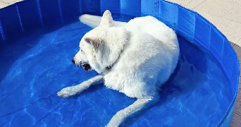 anaïs pet sitter à MARSEILLE 15 13015_3