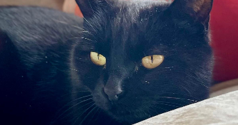 coraline pet sitter à BRON 69500_3