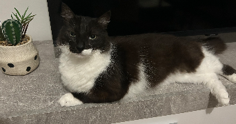 savannah pet sitter à BASTIA 20200_0