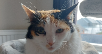 claire pet sitter à ANGERS 49000_1