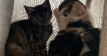louane pet sitter à MARSEILLE 12 13012_8