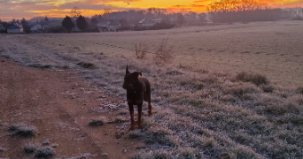 charlotte pet sitter à VEUZAIN SUR LOIRE 41150_4