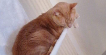 aurelie pet sitter à CHAMPIGNY SUR MARNE 94500_7