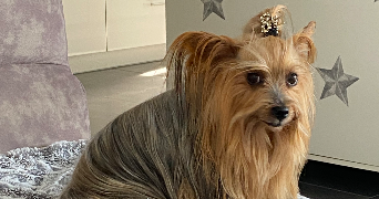 sohane pet sitter à ASCAIN 64310_1