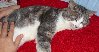 carine pet sitter à VILLENAVE D ORNON 33140_5