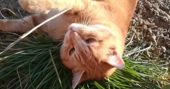océane pet sitter à ST LEGER LES VIGNES 44710_3