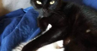 eléa pet sitter à POISSY 78300_5