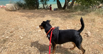 ambre pet sitter à CANNES 06400_2