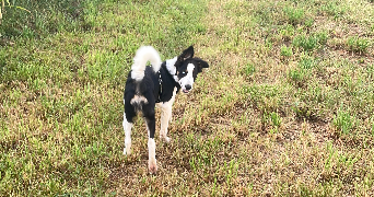 ambre pet sitter à AVIGNON 84000_3