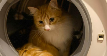 julie pet sitter à Toulouse 31000_1