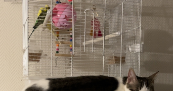 tiphaine pet sitter à PALAISEAU 91120_8