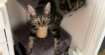 elodie pet sitter à La Garenne Colombes 92250_1