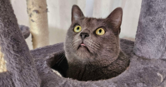 lilou pet sitter à MULHOUSE 68100_5