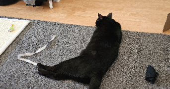 pauline pet sitter à LOUVIERS 27400_1