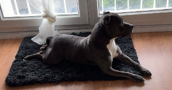 linda pet sitter à VILLEJUIF 94800_3