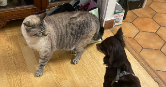 louise pet sitter à MONTREUIL 93100_7