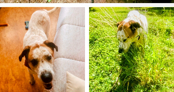 séverine  pet sitter à 59000 Lille 59000_4