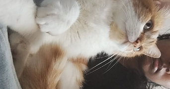 linda pet sitter à EPINAY SUR ORGE 91360_1